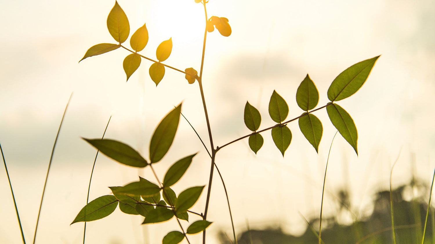 ALittlePeace Banner